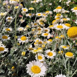 The Garden Company - Anthemis 'Susannah Mitchell', Dyer's Chamomile