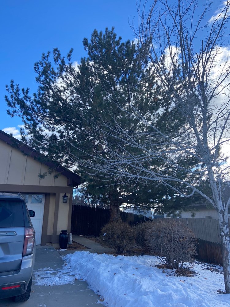 Toiyabe Tree Care - tree service in Reno, NV