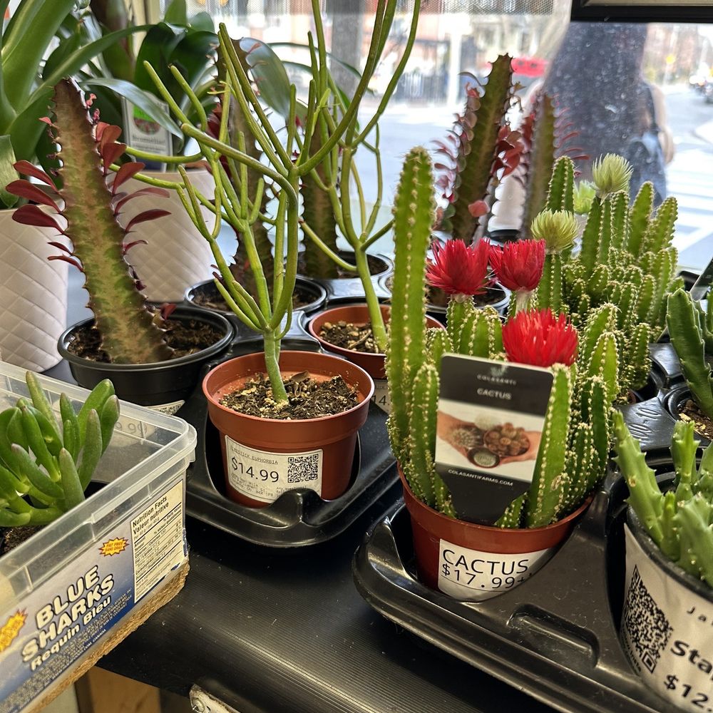Jamestown Milk - Euphorbia and cacti - Convenience Stores Near Me - Toronto, Ontario Jamestown Milk - Euphorbia and cacti - Convenience Stores Near Me - Toronto, Ontario