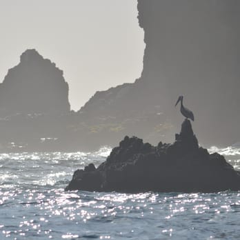 Sail Channel Islands - A pelican hangs out on the edge of Anacapa Island - Sailing Near Me - Oxnard, California