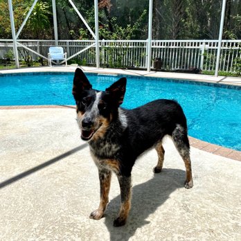 Dog Spot Hotel - Chloe owns the house and the lanai - Pet Sitting Near Me - Melbourne, Florida Dog Spot Hotel - Chloe owns the house and the lanai - Pet Sitting Near Me - Melbourne, Florida