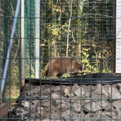 Lucky Ladd Farms - Raccoon