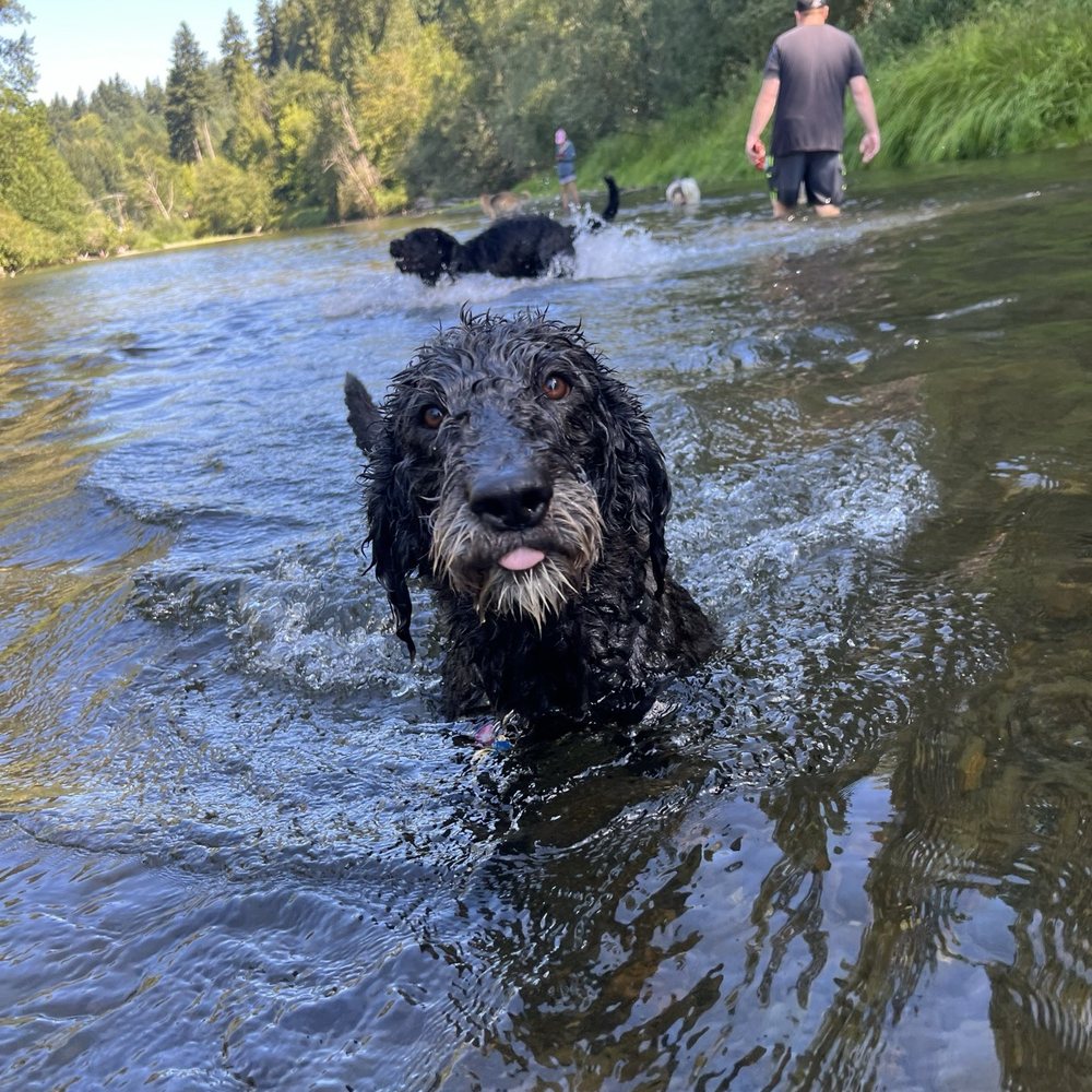 K9 Trail Trotter & Training Services - A picture of our dog that Kate sent while he was boarding with her. - Pet Training Near Me - Tacoma, Washington K9 Trail Trotter & Training Services - A picture of our dog that Kate sent while he was boarding with her. - Pet Training Near Me - Tacoma, Washington