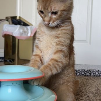 Fairytales and Tiny Tails Rescue - Animal Shelters Near Me Fairytales and Tiny Tails Rescue - Animal Shelters Near Me