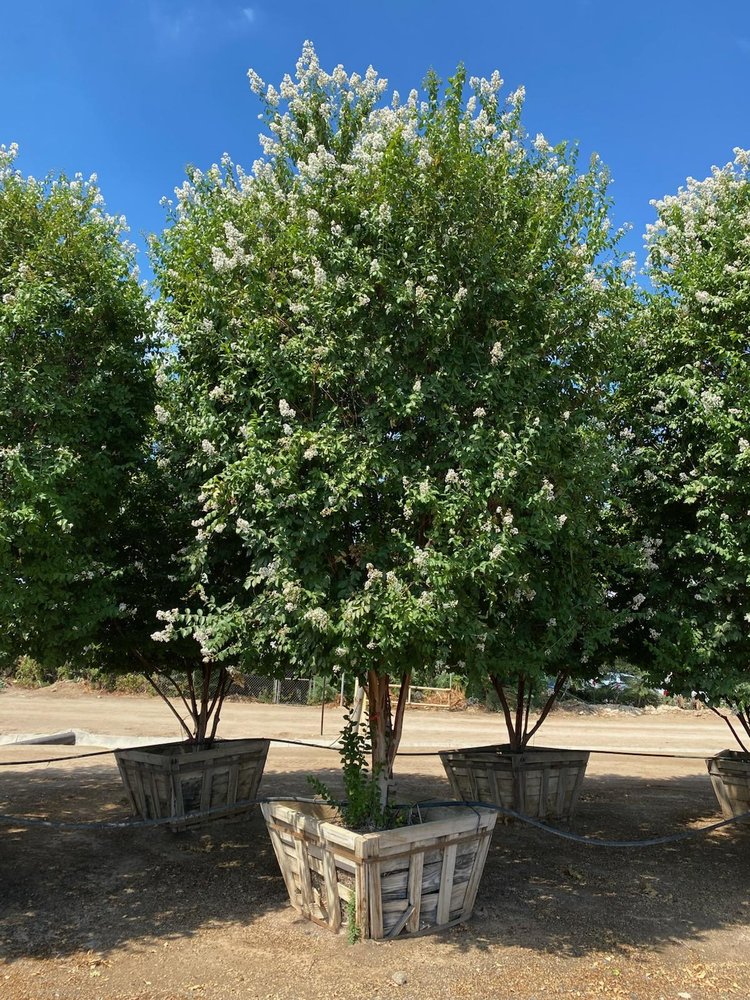 La Tejana Tree Sales - tree service in Houston, TX