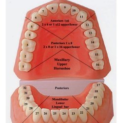 Bonham Sunshine Dental and Implant Center - The numbers of teeth.