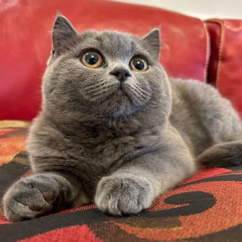 Cattery Co - Pet Breeders Near Me - London, Ontario Cattery Co - Pet Breeders Near Me - London, Ontario