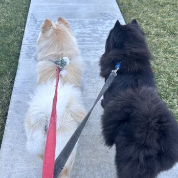Rita's Dog Services - The boys after their grooming session with Rita. Happy and clean. - Pet Groomers Near Me - Northridge, California