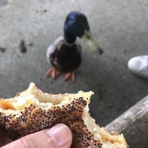 Fat Ducks Deli & Bakery on Yelp