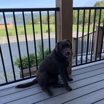 3812 Bistro - Rocky the dog - Wine Bars Near Me - Watkins Glen, New York 3812 Bistro - Rocky the dog - Wine Bars Near Me - Watkins Glen, New York