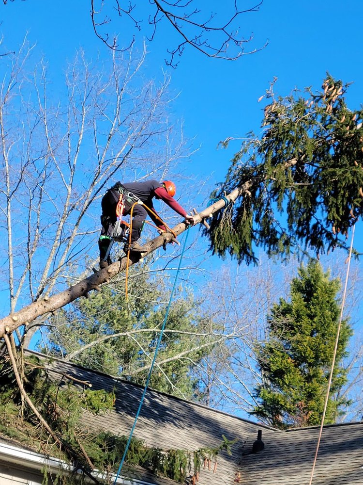 Eastern Forestry & Tree Service - tree service in Prince George, VA
