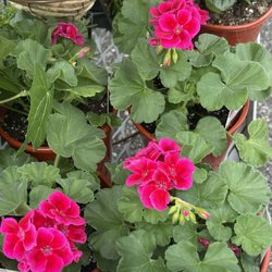 Crowder Farms - High quality plant material.