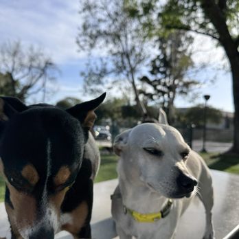 Upland Dog Grooming: Transform Your Pet's Look Today