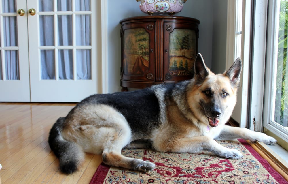 VETERINARY HOUSECALL SERVICES Updated September 2024 34 Reviews