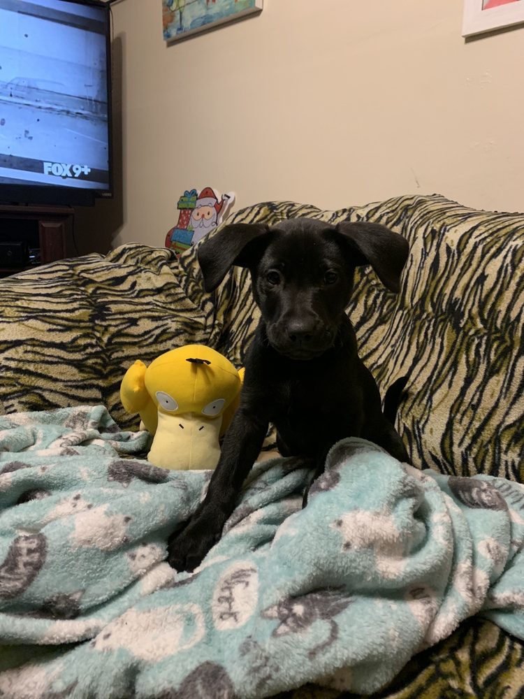 THE PET AUTHORITY Updated September 2024 23 Photos 2014 E Main St