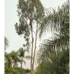 Look very closely and you will see the tree trimmer. Look very closely and you will see the tree trimmer.