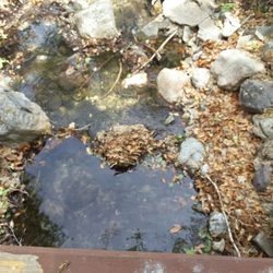 San Pedro Riparian National Conservation Area - How relaxing benches, and rocking chairs, hummingbirds visited the feeders, dear abound. The stream gurgling as hikers pass by.