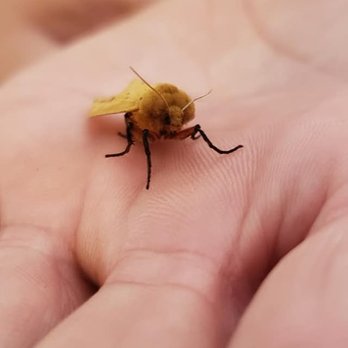 JPC Exterminating - Pest Control Near Me JPC Exterminating - Pest Control Near Me