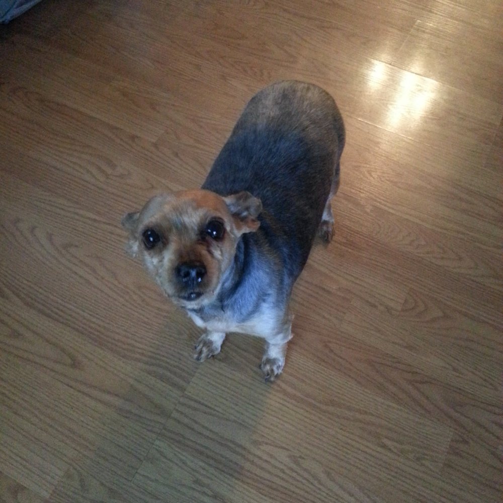 Pets R Us - After her hair cut - Pet Sitting Near Me - Glendale, California Pets R Us - After her hair cut - Pet Sitting Near Me - Glendale, California