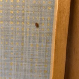 Bed bugs Bed bugs