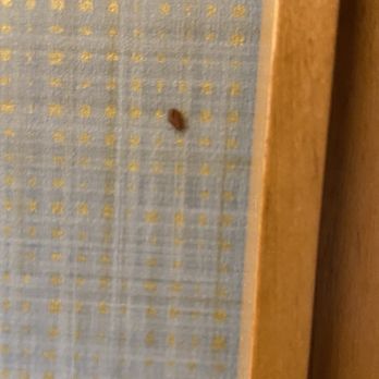 Greenville Marriott - Bed bugs - Hotels Near Me - Greenville, South Carolina Greenville Marriott - Bed bugs - Hotels Near Me - Greenville, South Carolina