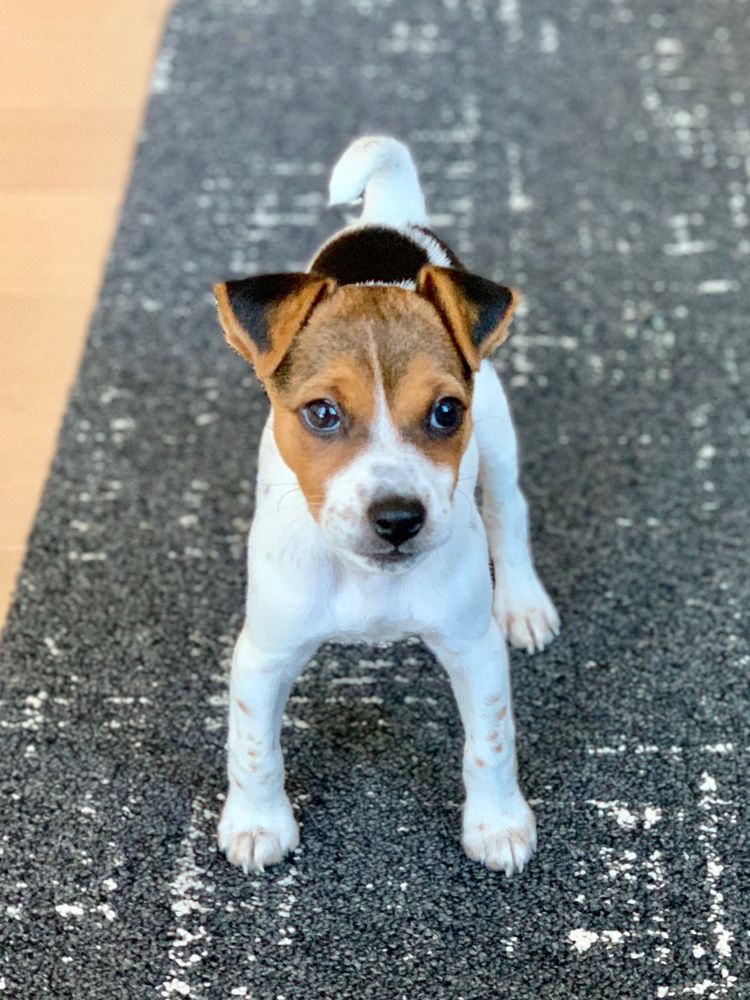 WENDOVER TERRIERS 42 Photos & 17 Reviews Pet Stores Sun City, CA