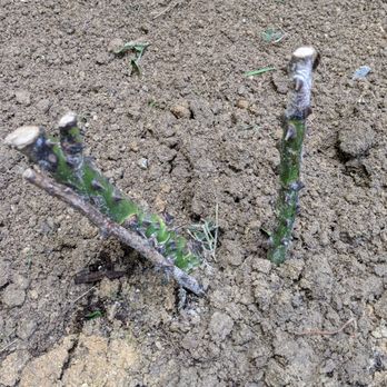 Direct Gardening - Nurseries & Gardening Near Me - Bloomington, Illinois
