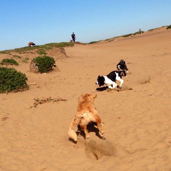 DoggieWalks - Dog Walkers Near Me DoggieWalks - Dog Walkers Near Me