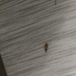 Happy Acres Ranch - Cockroach