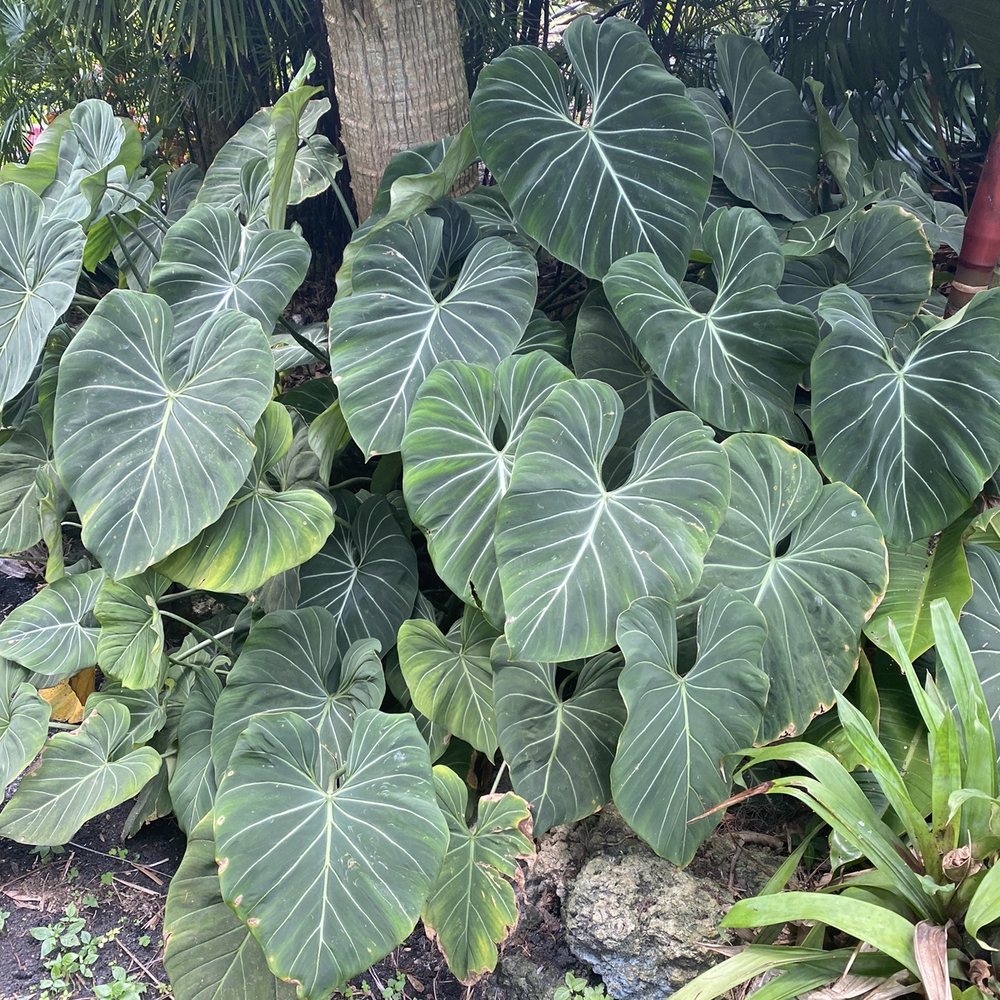 Jesse Durko's Nursery - gorgeous philos - Nurseries & Gardening Near Me - Davie, Florida Jesse Durko's Nursery - gorgeous philos - Nurseries & Gardening Near Me - Davie, Florida