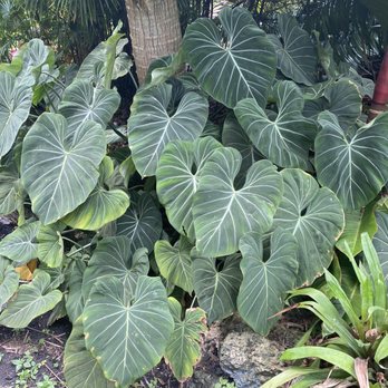 Jesse Durko's Nursery - gorgeous philos - Nurseries & Gardening Near Me - Davie, Florida Jesse Durko's Nursery - gorgeous philos - Nurseries & Gardening Near Me - Davie, Florida