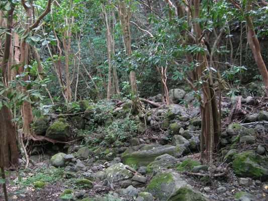 Kuli'ou'ou Valley Trail by null