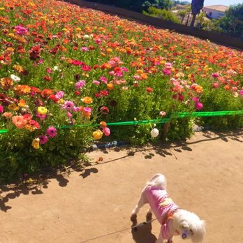 The Flower Fields - Fendi and Rananculis flowers in bloom which has No Scent therefore does NOT attract bees - Venues & Event Spaces Near Me - Carlsbad, California