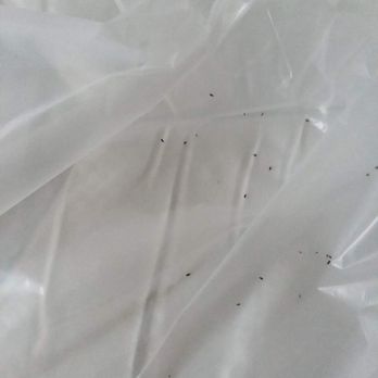 The Bozzuto Group - Mold beetles on my bed - Real Estate Services Near Me - Greenbelt, Maryland The Bozzuto Group - Mold beetles on my bed - Real Estate Services Near Me - Greenbelt, Maryland