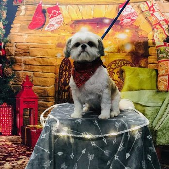 Sitt'n Pretty Grooming - Pet Groomers Near Me - Powell, Tennessee Sitt'n Pretty Grooming - Pet Groomers Near Me - Powell, Tennessee