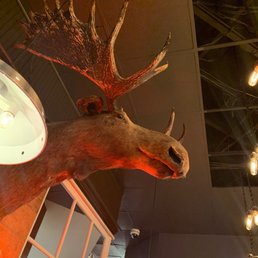 Moose head in dining area. He's Happy!