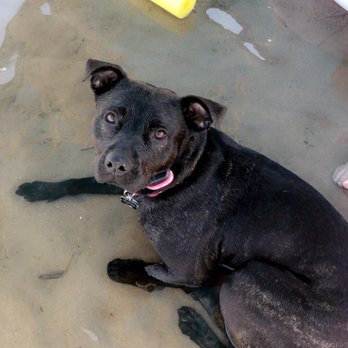 Mac's Canine Consultants - Stout is so happy to be off leash! - Pet Training Near Me Mac's Canine Consultants - Stout is so happy to be off leash! - Pet Training Near Me