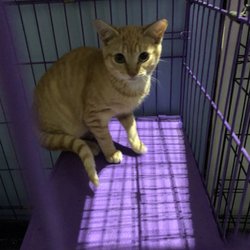 Community Cats of Palm Coast