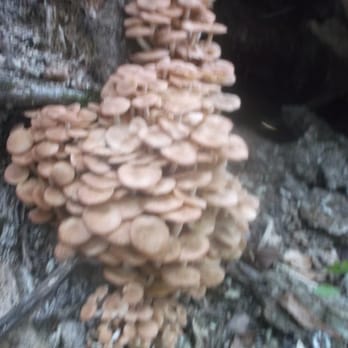 Tombigbee State Park - Parks Near Me - Tupelo, Mississippi