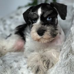 Mamas Miniature Schnauzers