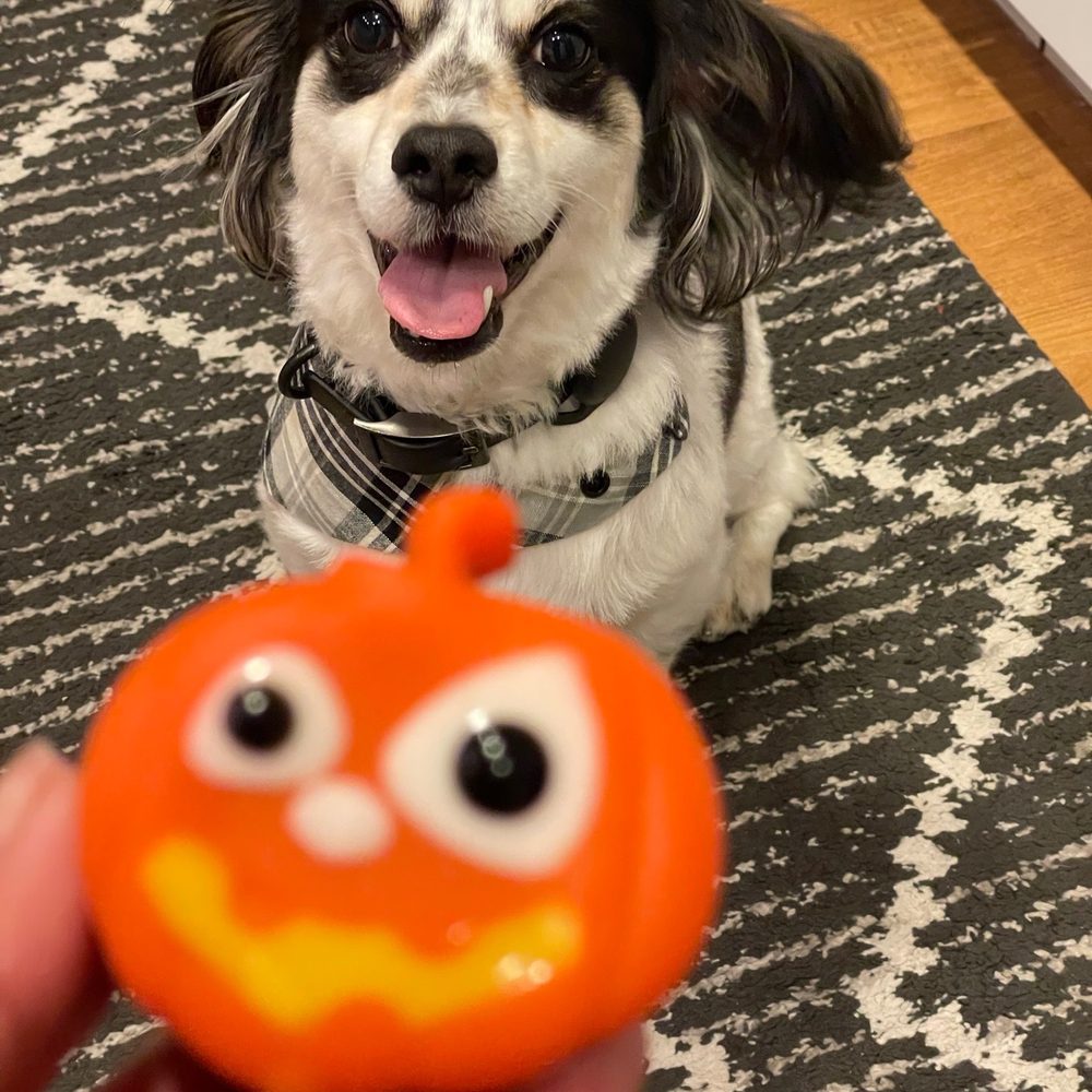 Mishka - Halloween beef cake - Pet Stores Near Me - San Francisco, California Mishka - Halloween beef cake - Pet Stores Near Me - San Francisco, California