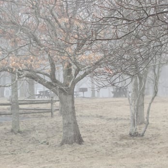 Keyes Memorial Beach - The fog makes the trees look pleasantly spooky - Beaches Near Me - Barnstable, Massachusetts