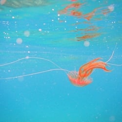 Manta Diving