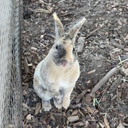 Fraser's Backyard Barnyard - Rex Rabbit