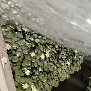 Arizona Dermatology - A lovely lily pad where Koi hang out on the way to the appointment - Pediatricians Near Me - Phoenix, Arizona