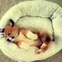Photo of Hoover Brother Puppies