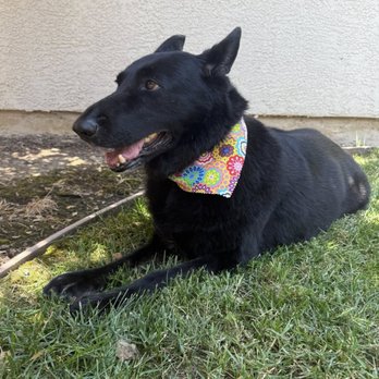 A Lucky dog Salon - Loba in her happy hippy bandana :) - Pet Groomers Near Me - Penryn, California A Lucky dog Salon - Loba in her happy hippy bandana :) - Pet Groomers Near Me - Penryn, California