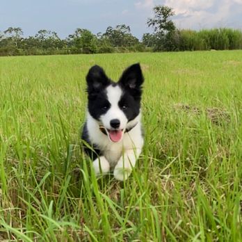 The Canine Concierge - Puppies have so much energy. Let me help you with that! - Dog Walkers Near Me The Canine Concierge - Puppies have so much energy. Let me help you with that! - Dog Walkers Near Me