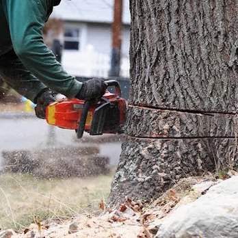 All Tree Solutions - Tree Services Near Me - Northfield, Minnesota All Tree Solutions - Tree Services Near Me - Northfield, Minnesota