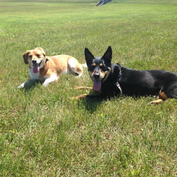 Matt Walks Dogs - Dog Walkers Near Me